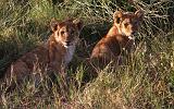 TANZANIA - Serengeti National Park - Leoni Lions - 19